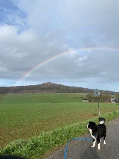 156. Fotochallenge *** DEIN HUND UND DIE WUNDERSCHÖNEN WOLKEN ***-Beitrag-Bild