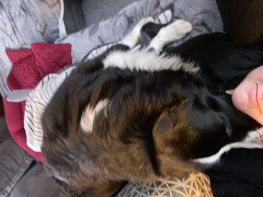 Leckverhalten-Beitrag-Bild