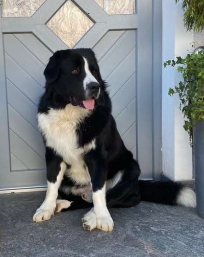 Gibt es hier weitere Landseer Berner Sennenhund Mischlinge?-Beitrag-Bild