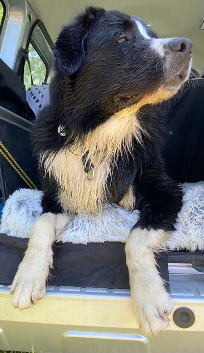 Foto Challenge Thema "Hunde im Auto"-Beitrag-Bild