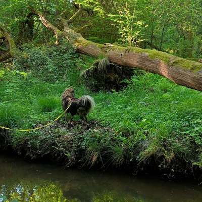 Hundetreffen-Hundefreund*in für regelmäßige Gassirunden gesucht-Bild