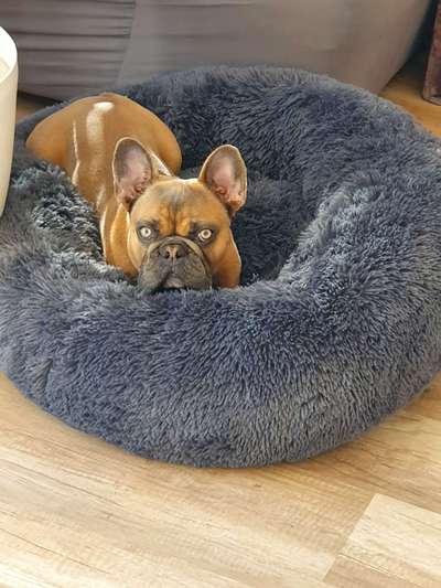 Zeigt her eure Frenchi-Beitrag-Bild