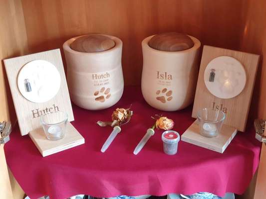 Unsere Fellnasen im Regenbogenland-Beitrag-Bild