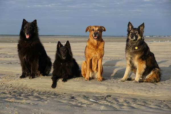 Zeichnungen eurer Hunde-Beitrag-Bild