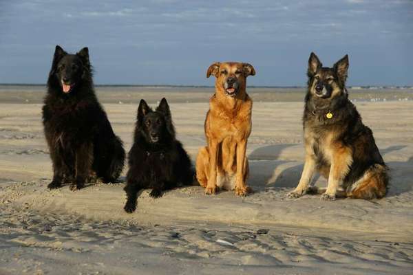 Mehrere Hunde zuhause !-Beitrag-Bild