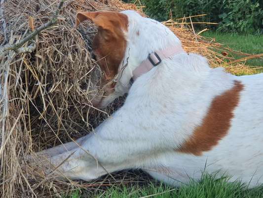 Die Dogorama Kalender Challenge Titelbild-Beitrag-Bild