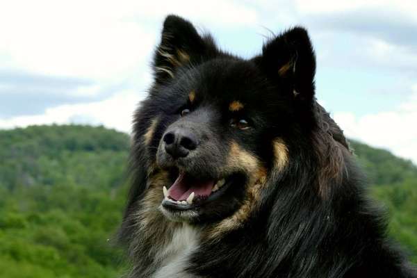 Finnischer Lapphund-Beitrag-Bild