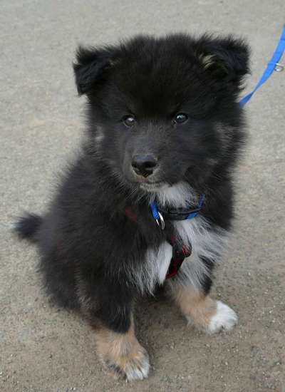 Welpen Bilder !-Beitrag-Bild