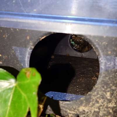 Giftköder-Giftköderbox im Gebüsch neben Garagenhof-Bild