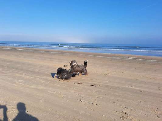 Urlaub mit Hund-Beitrag-Bild