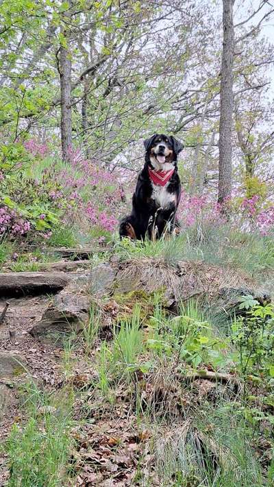 Hundetreffen-Einfach gemeinsam wandern, mal etwas mehr mal etwas weniger  ...-Bild