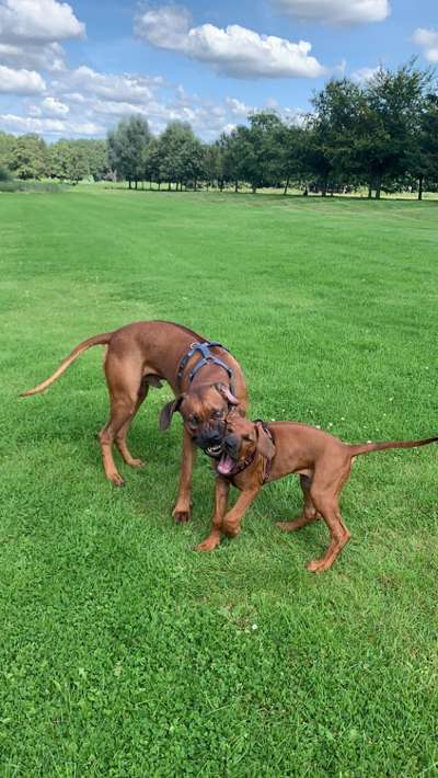 Die Dogorama Wochen Challenge-Beitrag-Bild