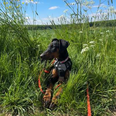 Hundetreffen-Suchen liebe Gassi- und Spielpartner-Bild