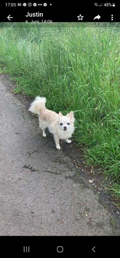 Hundetreffen-Zwergen-Senioren-Bild