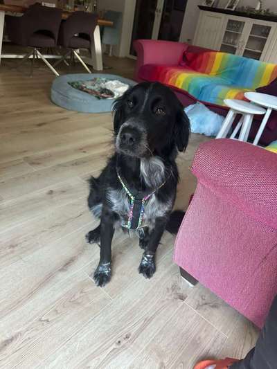 Hundetreffen-Gemeinsam spazieren gehen-Bild