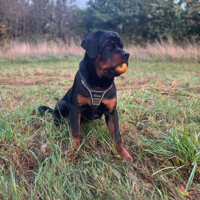 Hundetreffen-Spielfreund für Karl gesucht-Bild