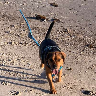 Hundetreffen-Treffen zum spielen und Gassigehen-Bild