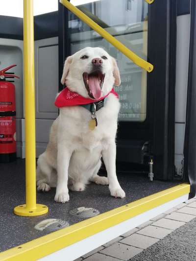 Fotochallenge Nr. 59 - Mein Hund zeigt die Zunge-Beitrag-Bild