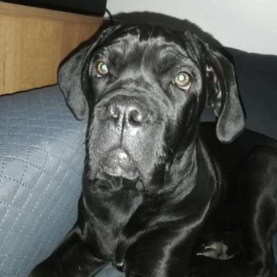 Hundetreffen-Welpentreff-Bild