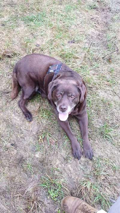 Dogorama Photo Challenge - Einmal lächeln bitte-Beitrag-Bild