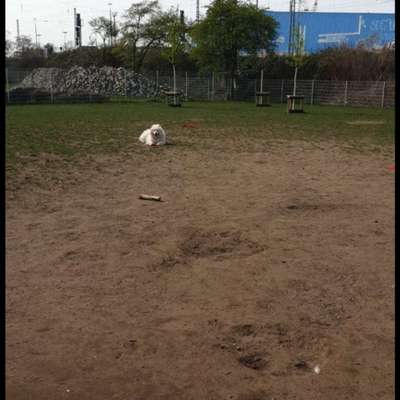 Hundeauslaufgebiet-Hundewiese neben Stephaniebrücke-Bild