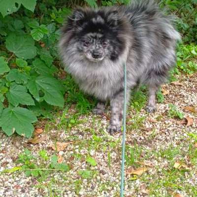 Hundetreffen-Playdate Kleine Hunde / Welpen & Junghunde-Bild