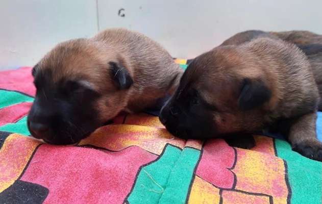 Welpen Bilder !-Beitrag-Bild