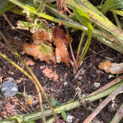 Giftköder-Das im Gras versteckte Huhn sieht vergiftet aus-Bild