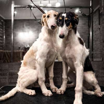 Hundetreffen-Wir suchen einen Hund zum Spielen und Toben. Ich habe zwei sehr verspielte, sechs Monate alte Barsoi-Bild