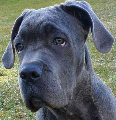 Rassensuche Cane Corso Italiano-Beitrag-Bild