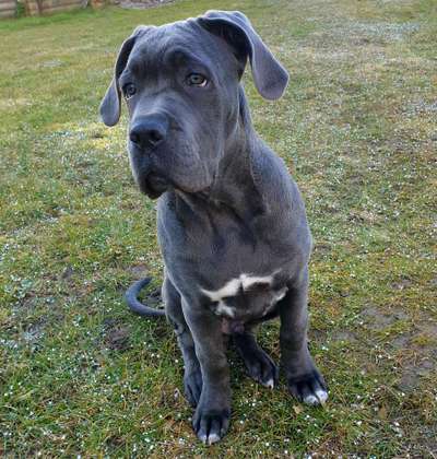 cane corso-Beitrag-Bild