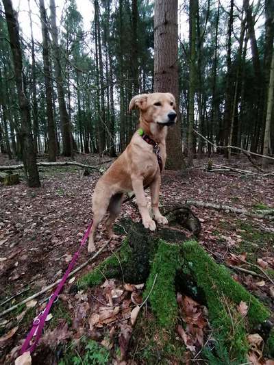 Fotochallenge No. 26                                     Wald und Wiese-Beitrag-Bild
