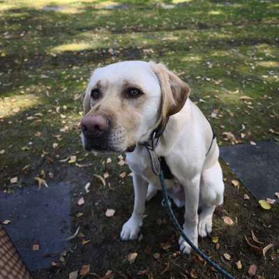 Hundetreffen-Social Walk-Bild