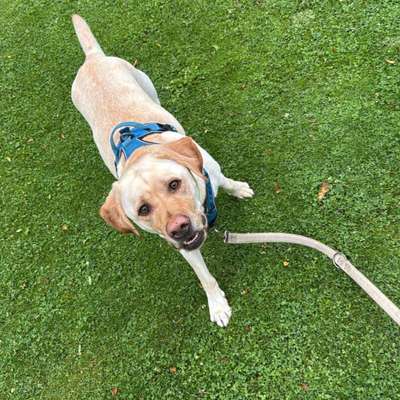 Hundetreffen-Sozial treffen-Bild