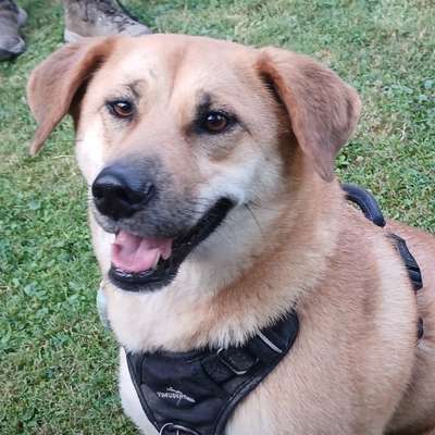 Hundetreffen-MelsbacherRaum /Neuwied-Bild