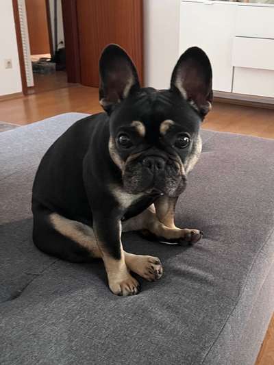 Qualzucht - Warum Aufklärung alleine nicht reicht-Beitrag-Bild