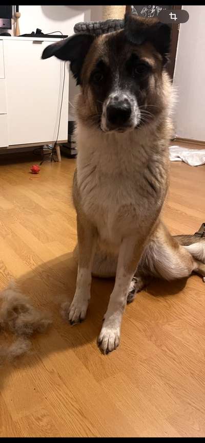 Ohrstellung bei Zahnwechsel-Beitrag-Bild