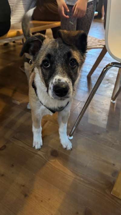 Herdenschutzhunde-Beitrag-Bild