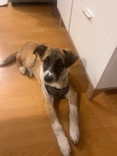 Herdenschutzhunde-Beitrag-Bild