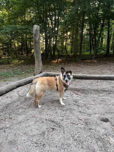 Ohrstellung bei Zahnwechsel-Beitrag-Bild