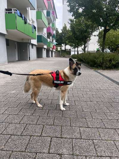 Wie sitzt mein Geschirr?-Beitrag-Bild