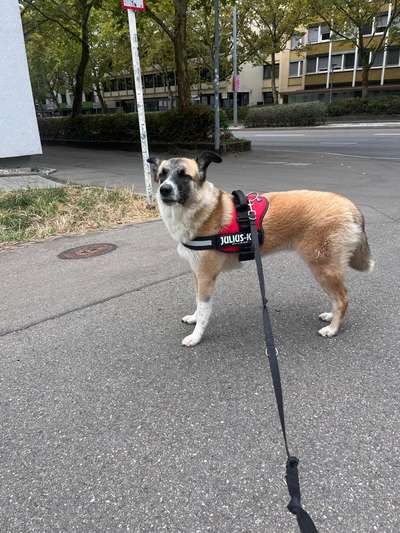 Wie sitzt mein Geschirr?-Beitrag-Bild