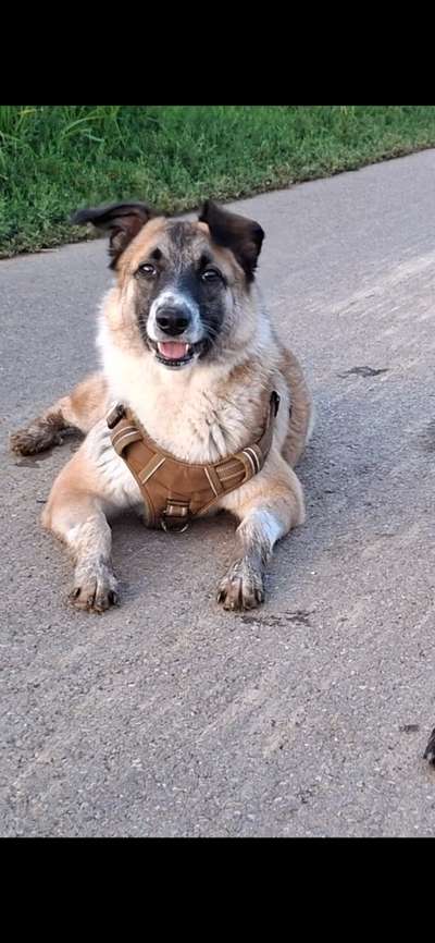 Ohrstellung bei Zahnwechsel-Beitrag-Bild