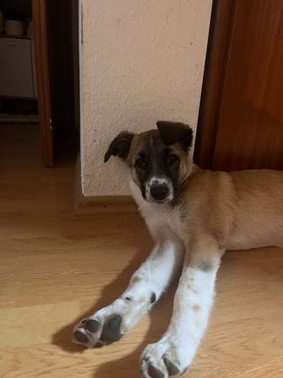 Herdenschutzhunde-Beitrag-Bild