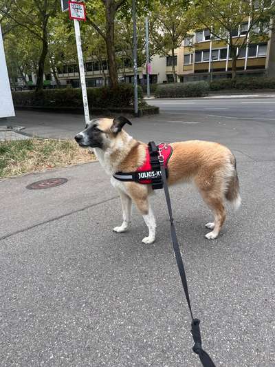 Wie sitzt mein Geschirr?-Beitrag-Bild