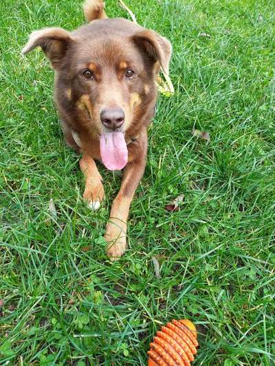 Dogorama Photo Challenge - Hundeblick zum hinschmelzen-Beitrag-Bild