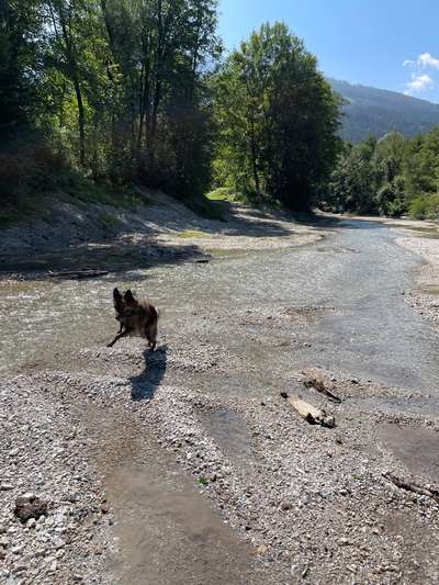 Hundeauslaufgebiet-Flitznbach-Bild