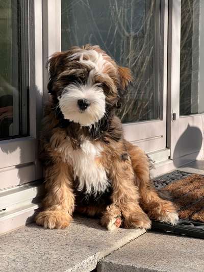 Tibet Terrier-Beitrag-Bild