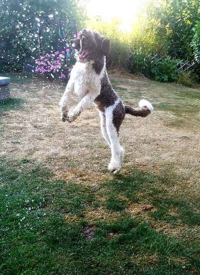 Dogorama-Monats-Challenge-Mai "Wasser"-Beitrag-Bild