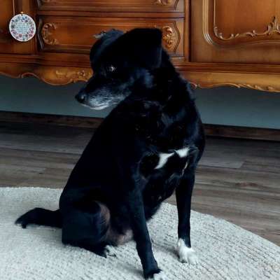 Hundetreffen-Neue Spielkameraden für Sissy und Freundschaften für Frauchen gesucht :)-Bild
